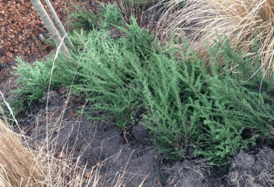 taxus 2.jpg