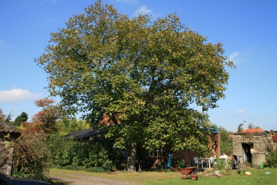 Nuttree.jpg