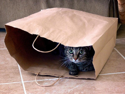 kat-in-de-zak.jpg
